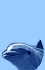 delphin_01